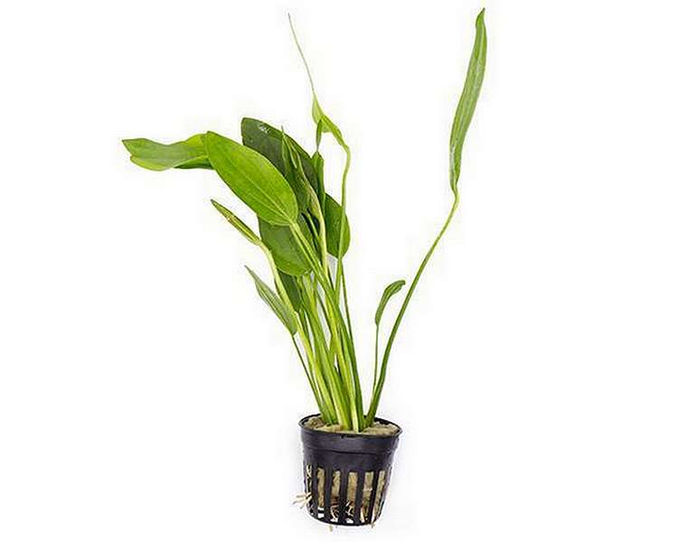 Echinodorus Grandifolius ~ 5cm pot